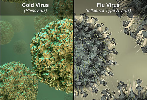 common cold virus model